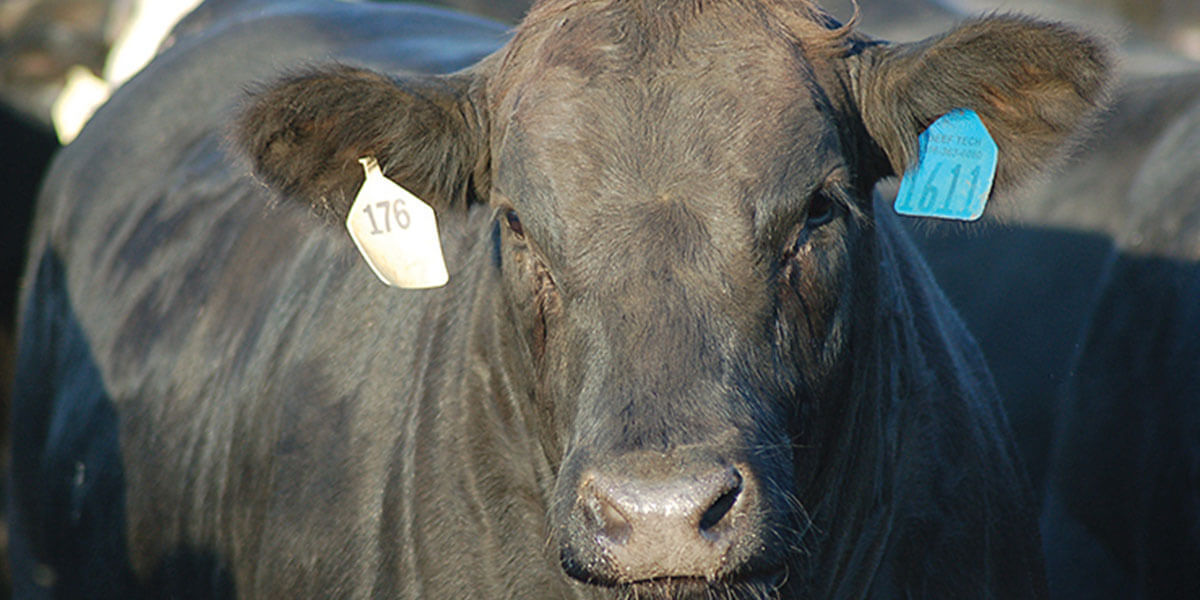 FL Generic FL Steer